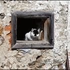  die Katze mit den Bernsteinaugen .