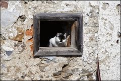  die Katze mit den Bernsteinaugen .