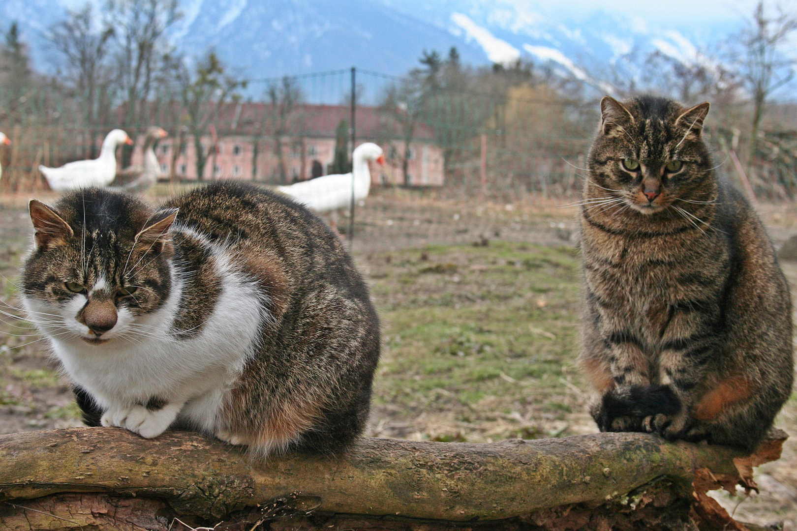 die Katze mit der dicken Nase