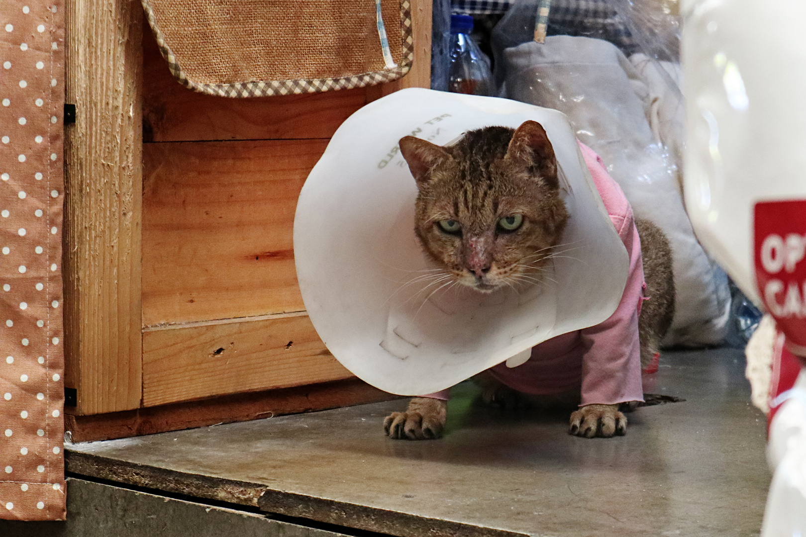 die katze mit der halskrause Foto & Bild tiere, haustiere, katzen Bilder auf