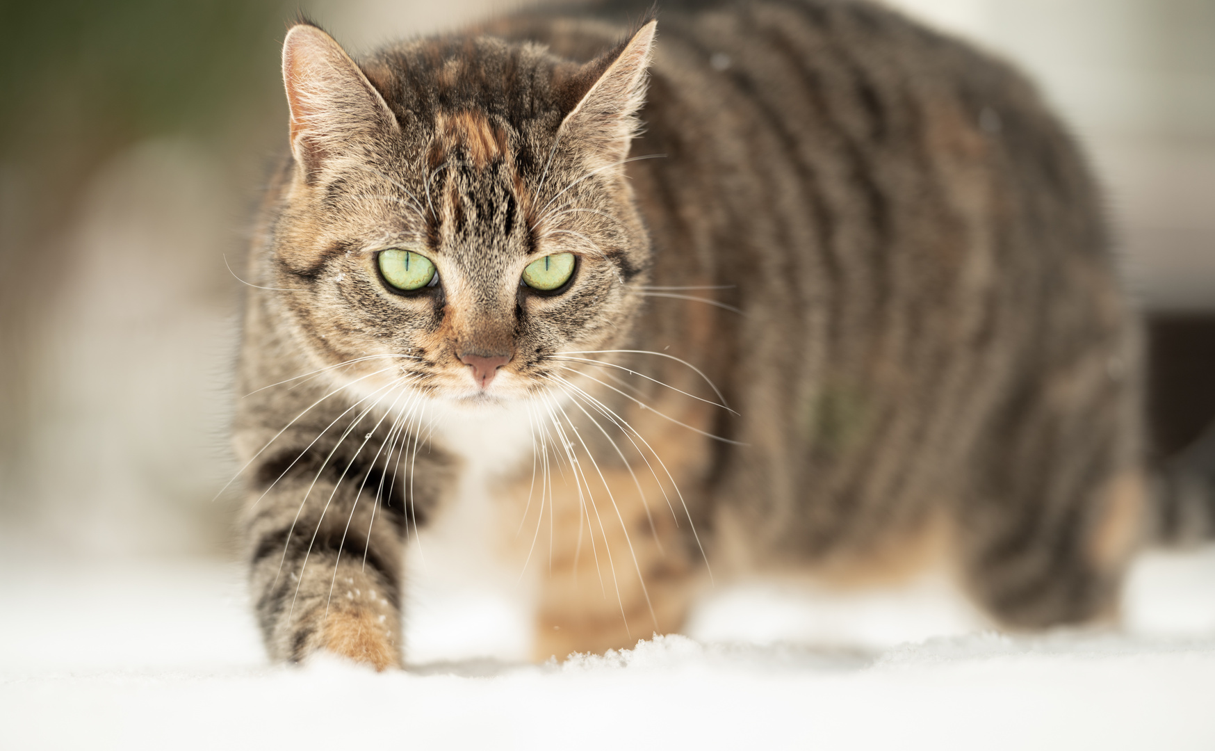 Die Katze Peter Schnuffelmann im Schnee