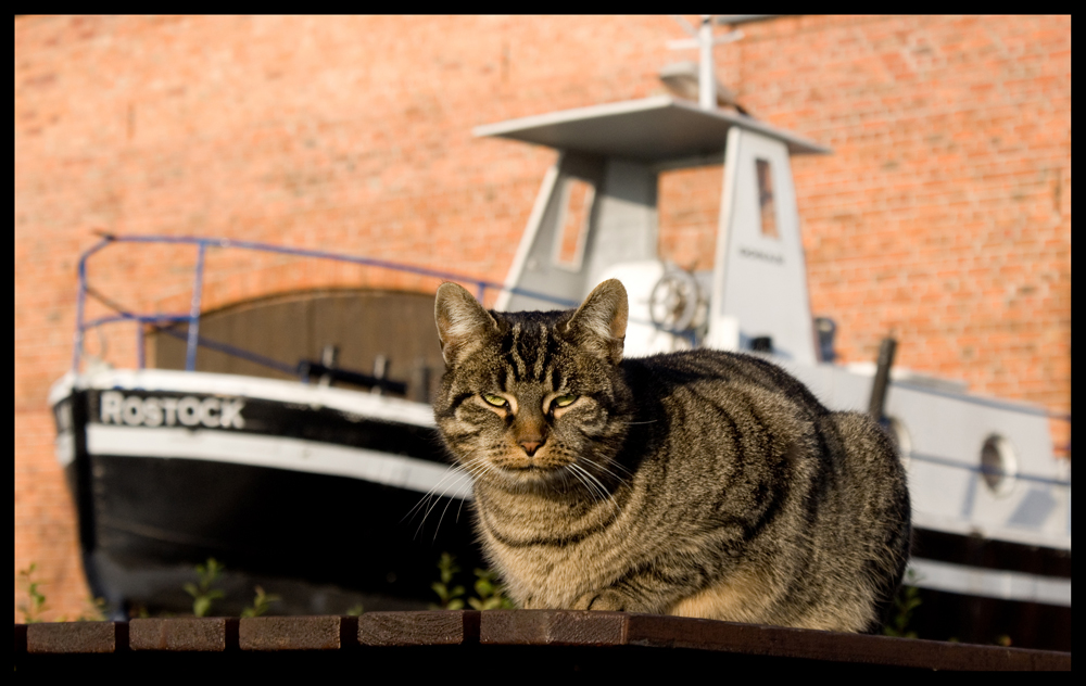 Die Katze - Segelverein Gehlsdorf