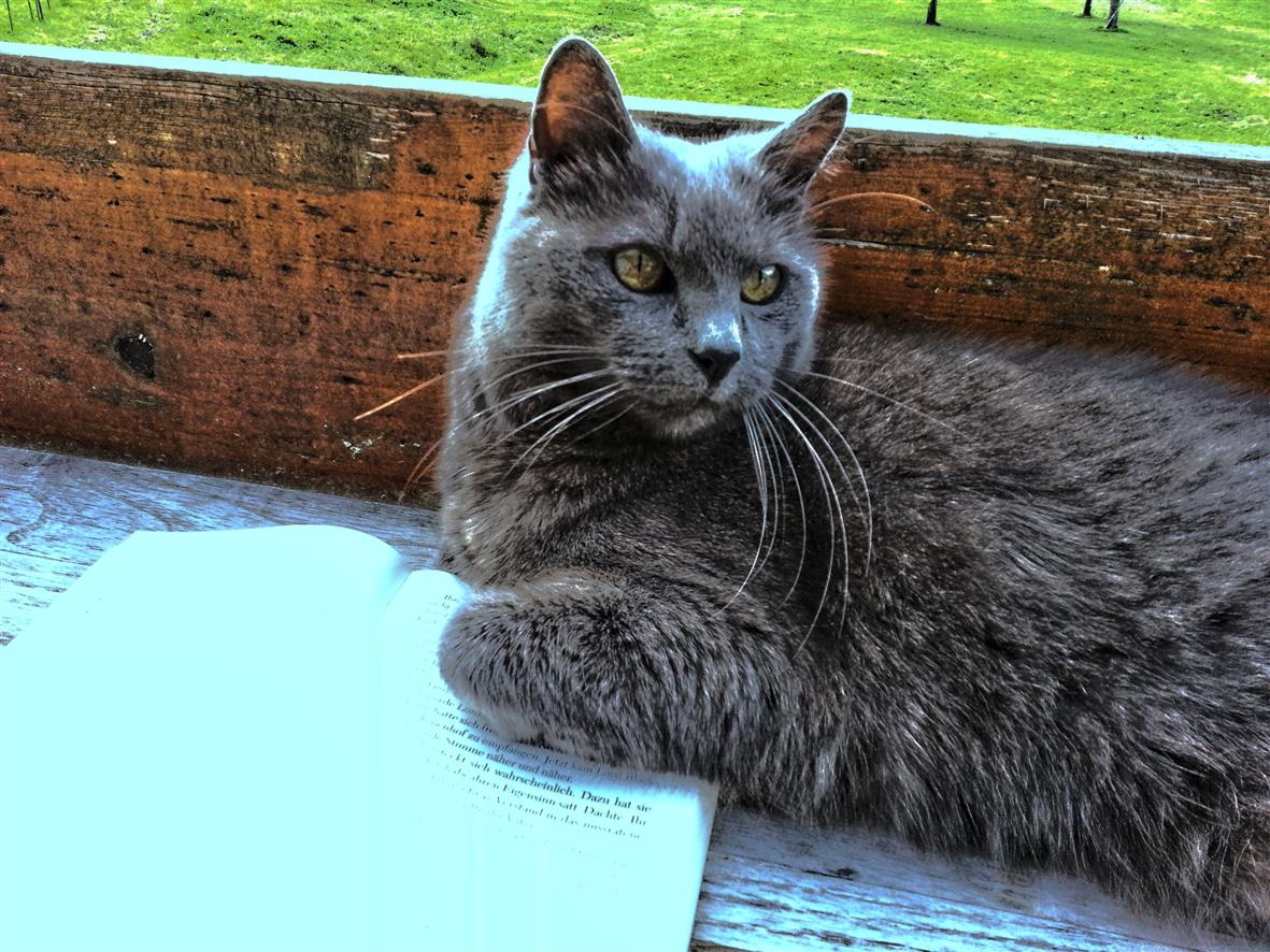 Die Katze und das Buch die zweite