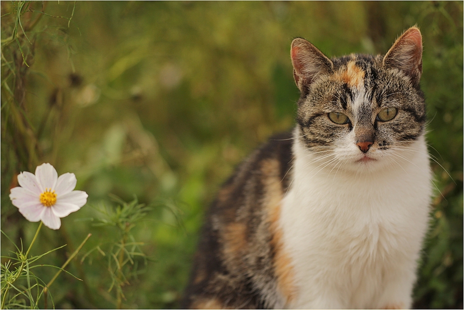 die Katze und das Plümchen