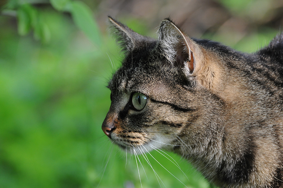 Die Katze und das Reh