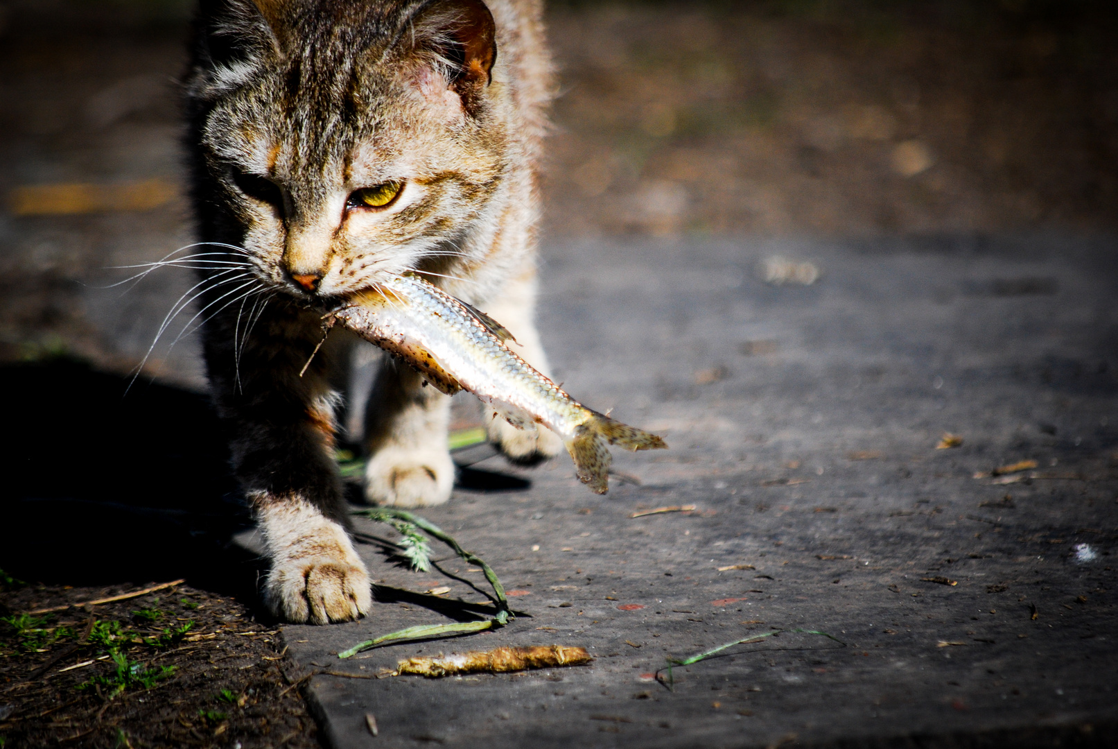 die Katze und der Fisch