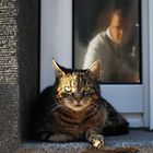 die Katze und der Fotograf ;)