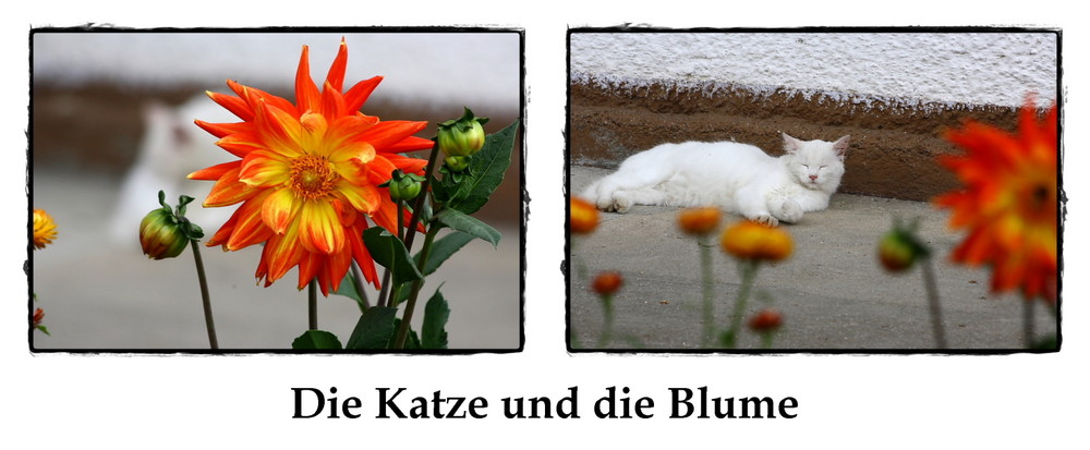 Die Katze und die Blume