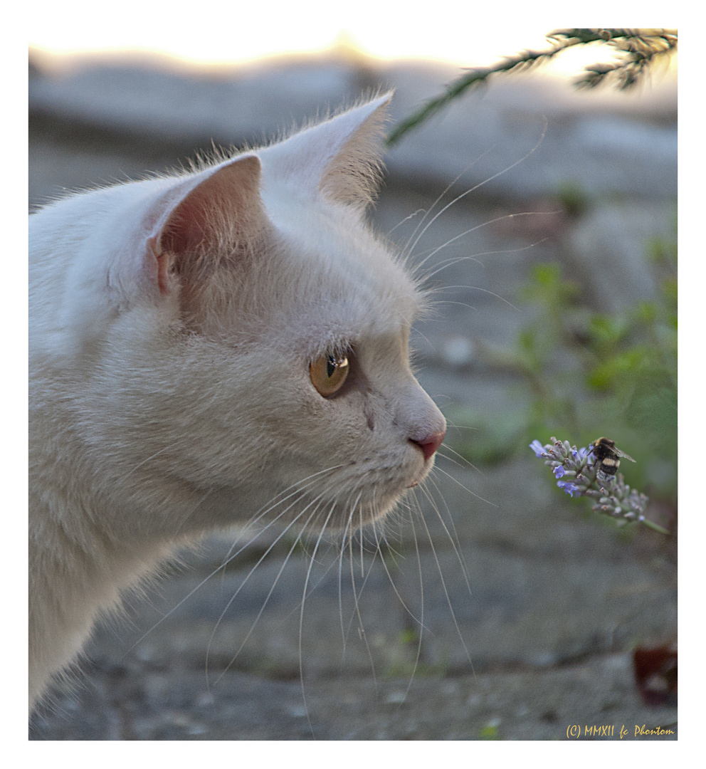 Die Katze und die kleine Hummel...