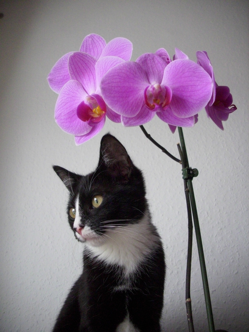 Die Katze und die Orchidee