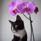 Die Katze und die Orchidee