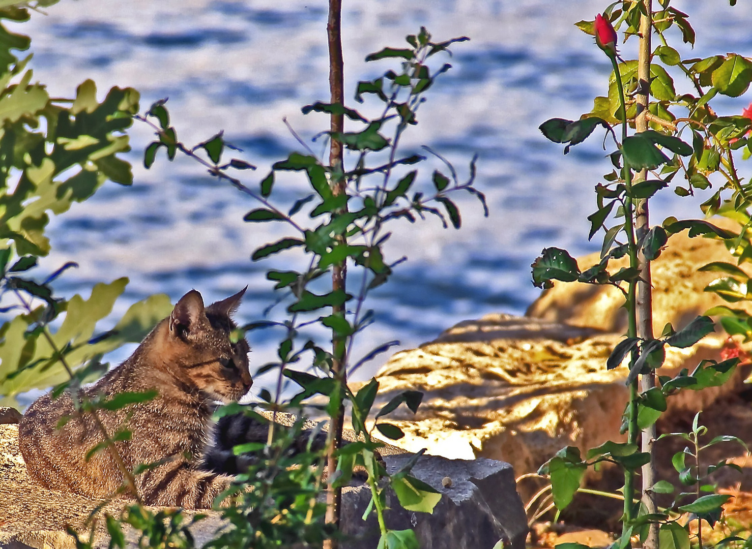 die Katze und die Rose...