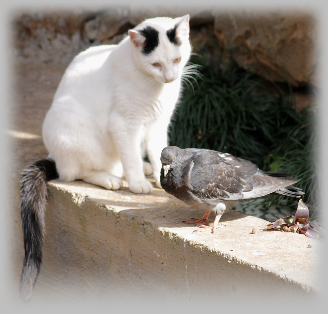 Taube Katzen Taube Katzen