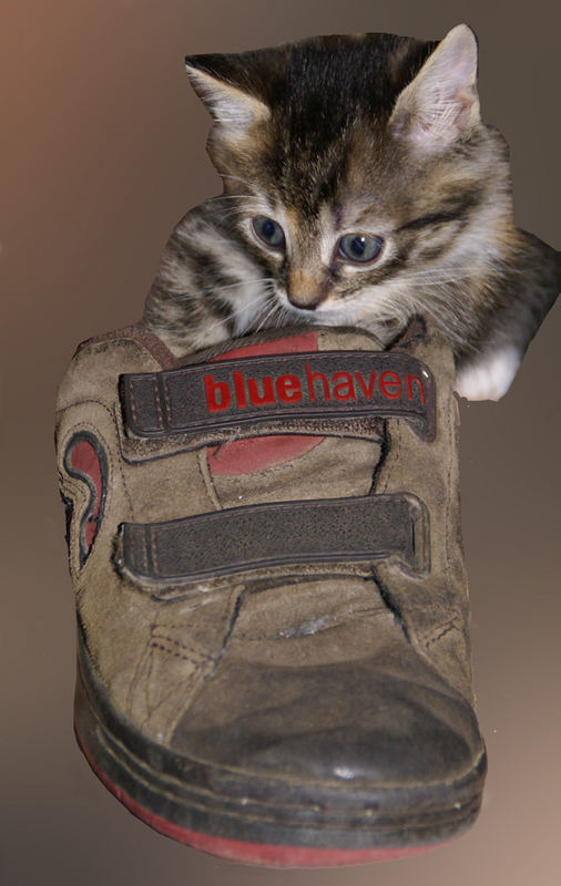 Die Katze und ihr Sportschuh.