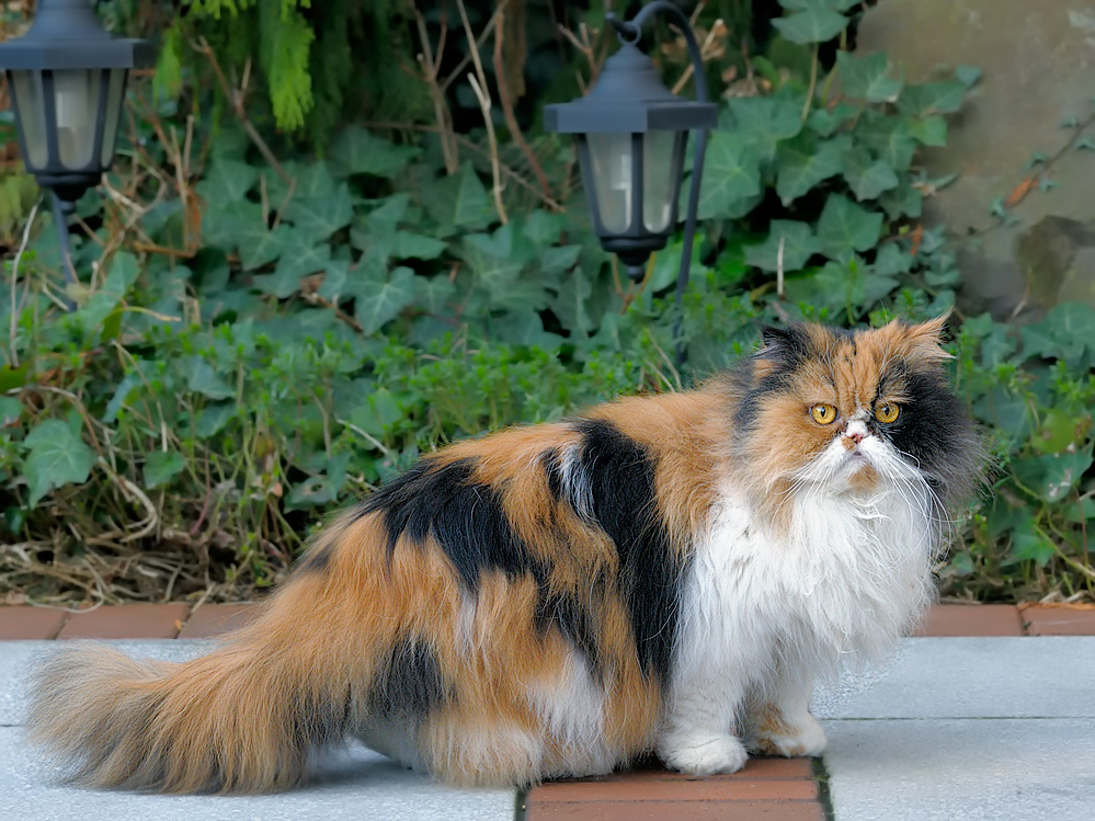 Die Katze unseres Nachbarn...Garfield