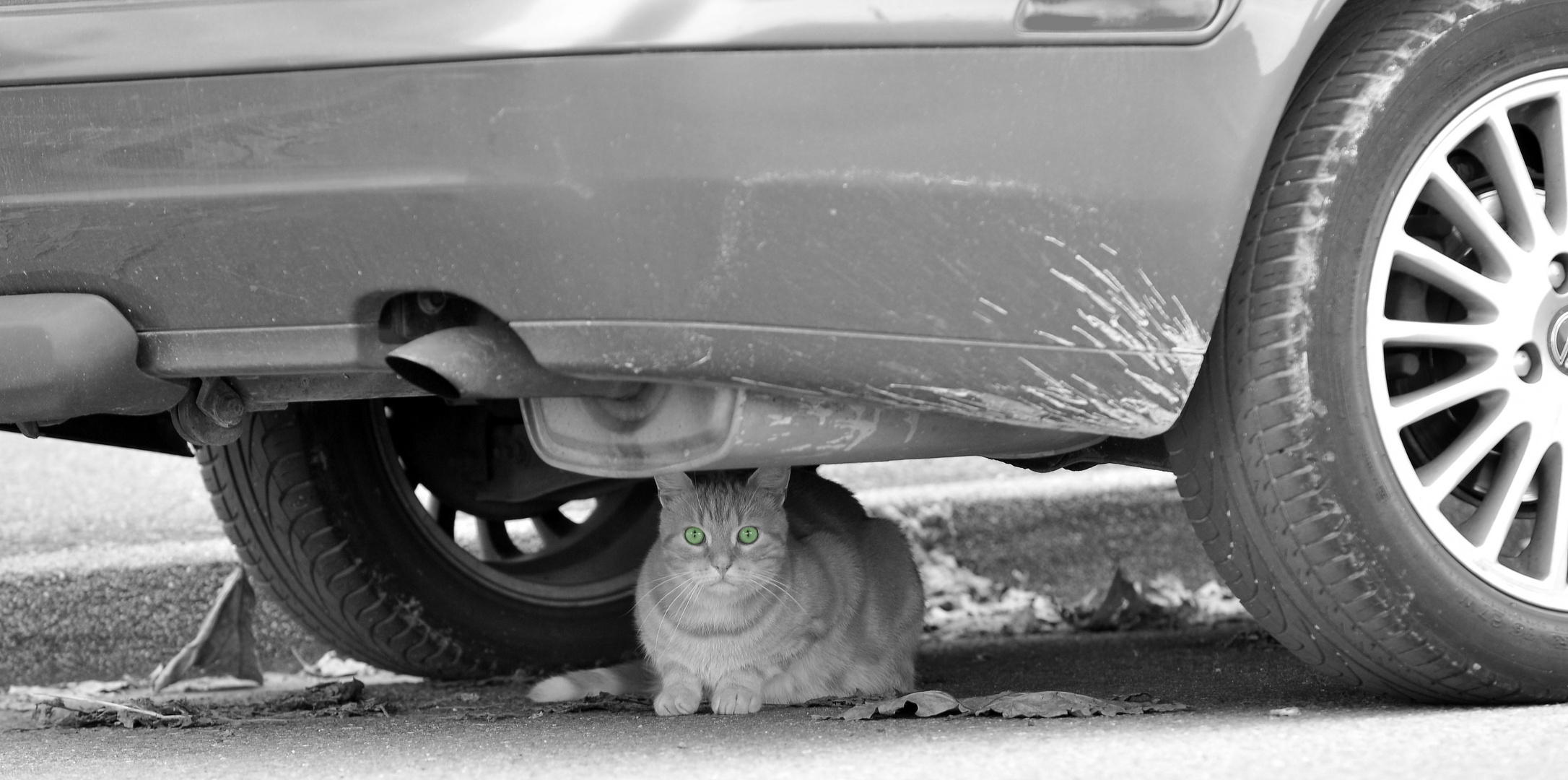 Die Katze unterm heißen Blechkleid