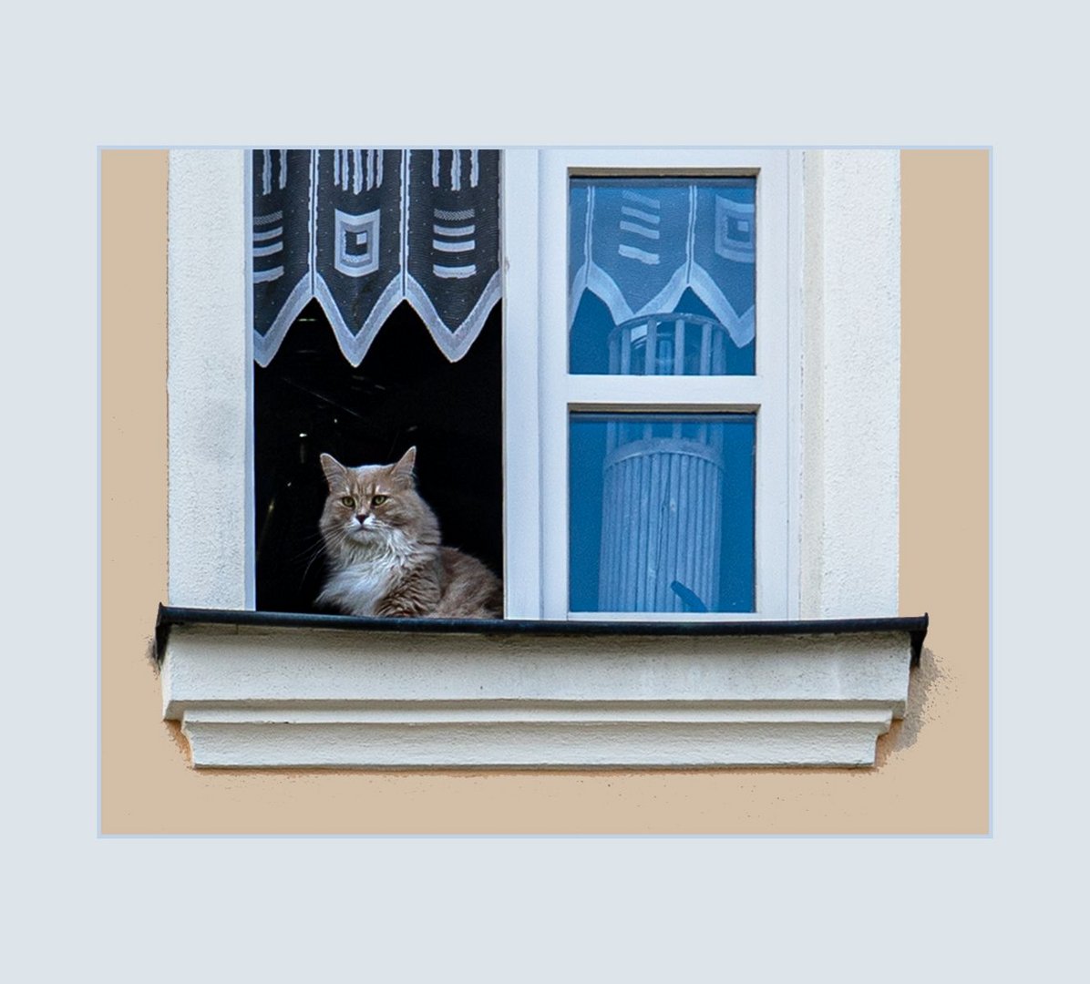 Die Katze vom Kugelbühl