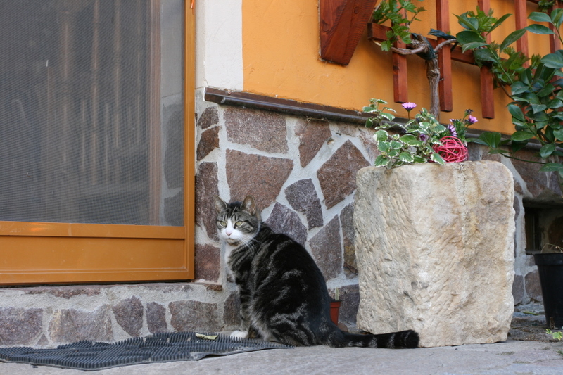 Die Katze von Jan Ullrich (Weingut/Sachsen)