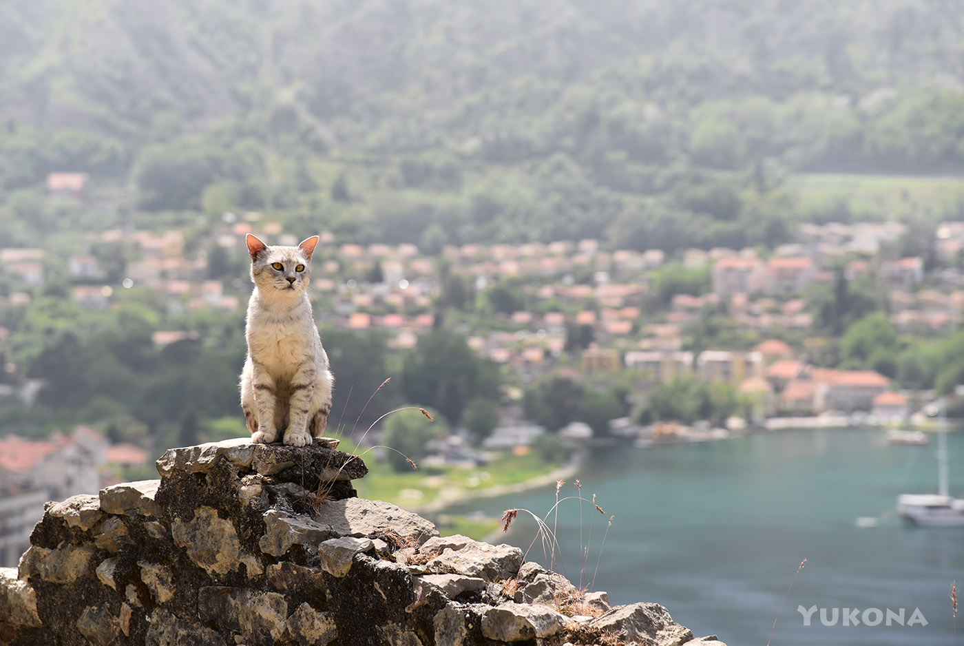 Die Katze von Kotor