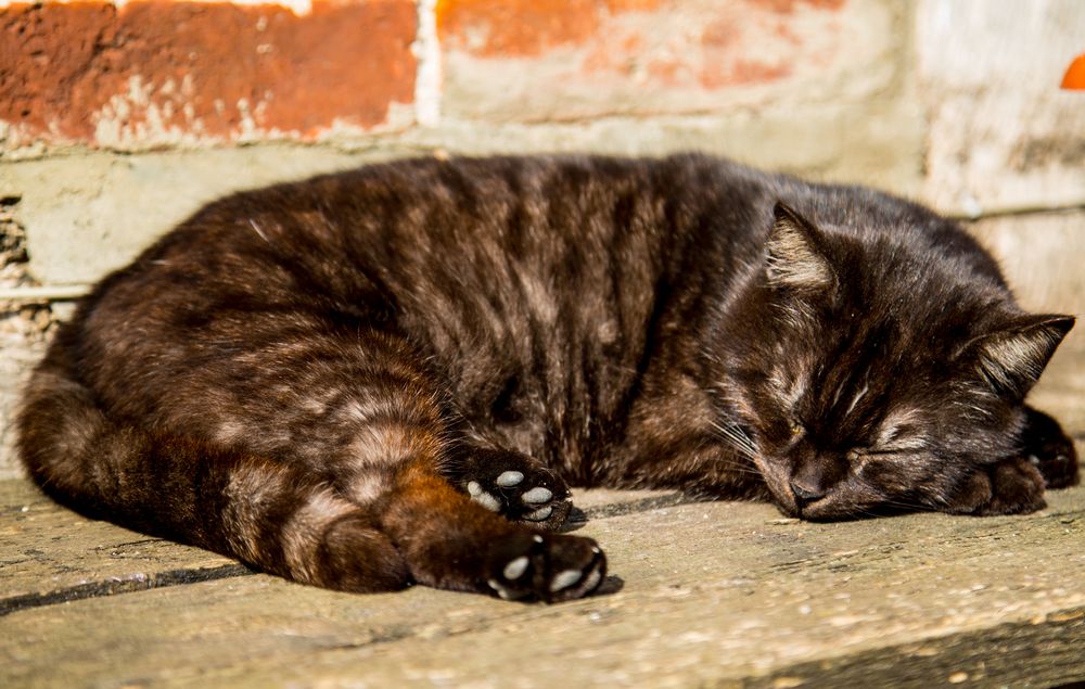 Die Katze von meiner Oma :-)