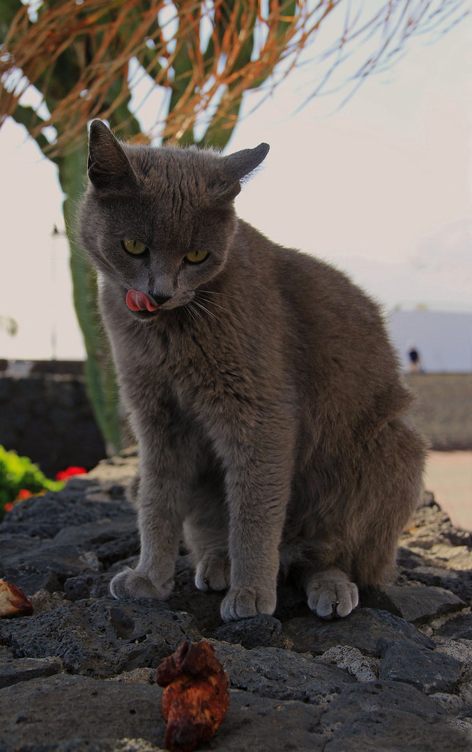 Die Katzen am Puerto del Carmen