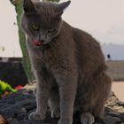 Die Katzen am Puerto del Carmen