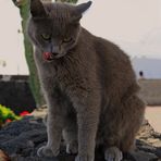 Die Katzen am Puerto del Carmen