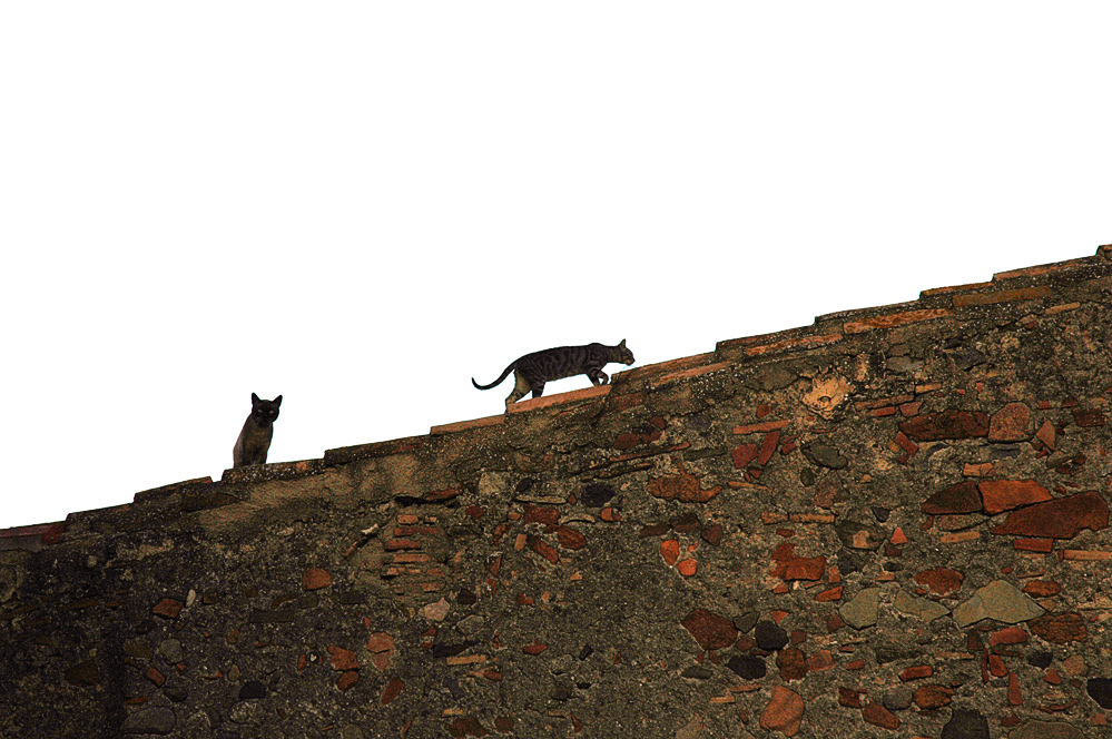 Die Katzen auf dem heissen