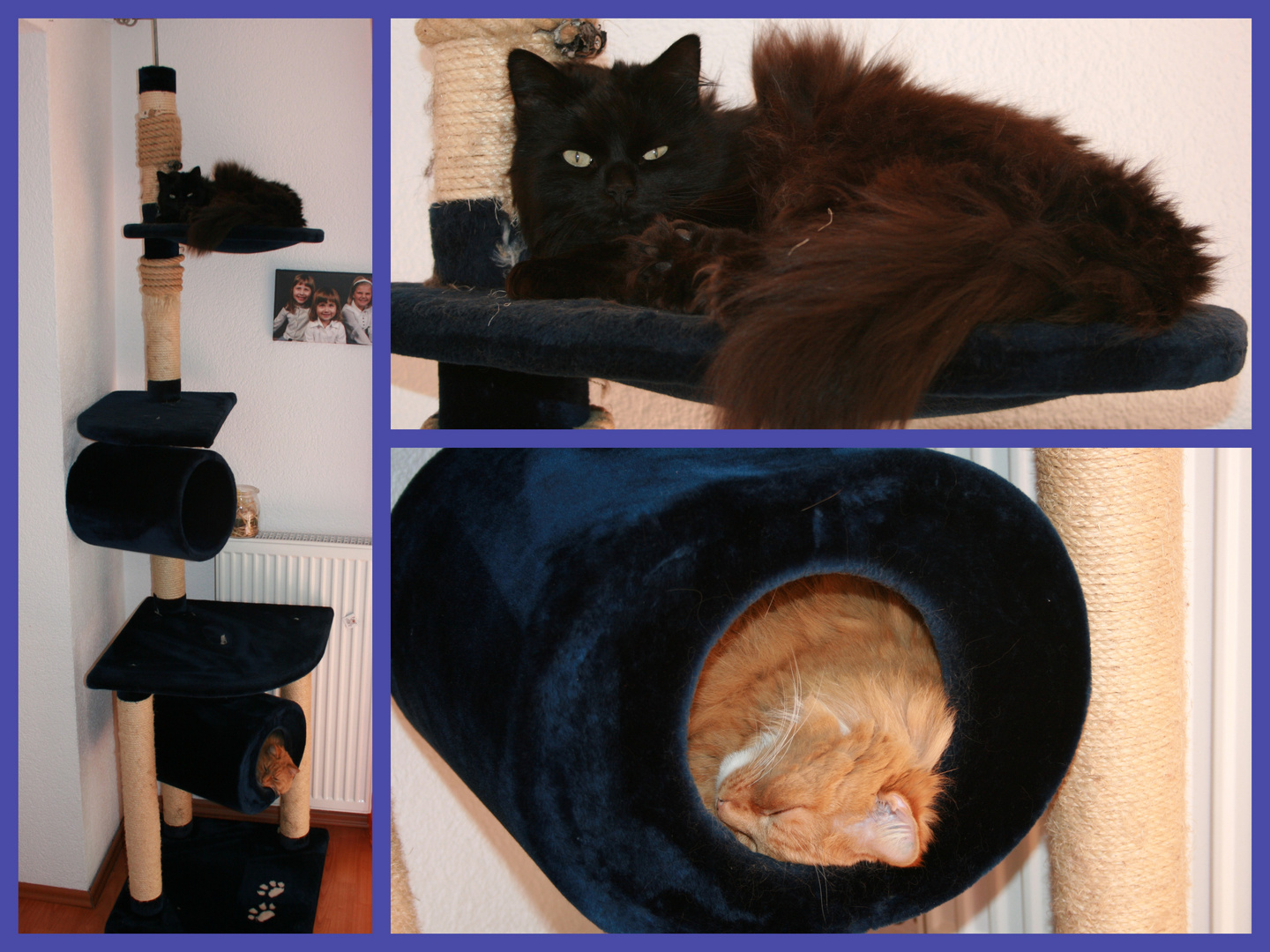 Die Katzen haben den Winter satt :-)