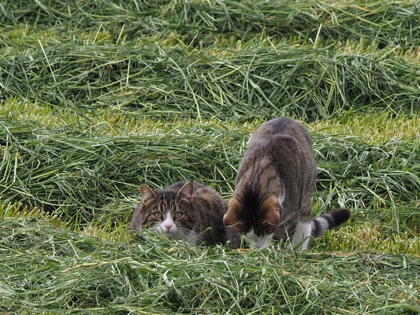 die katzen lassen das mausen nicht