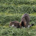 die katzen lassen das mausen nicht