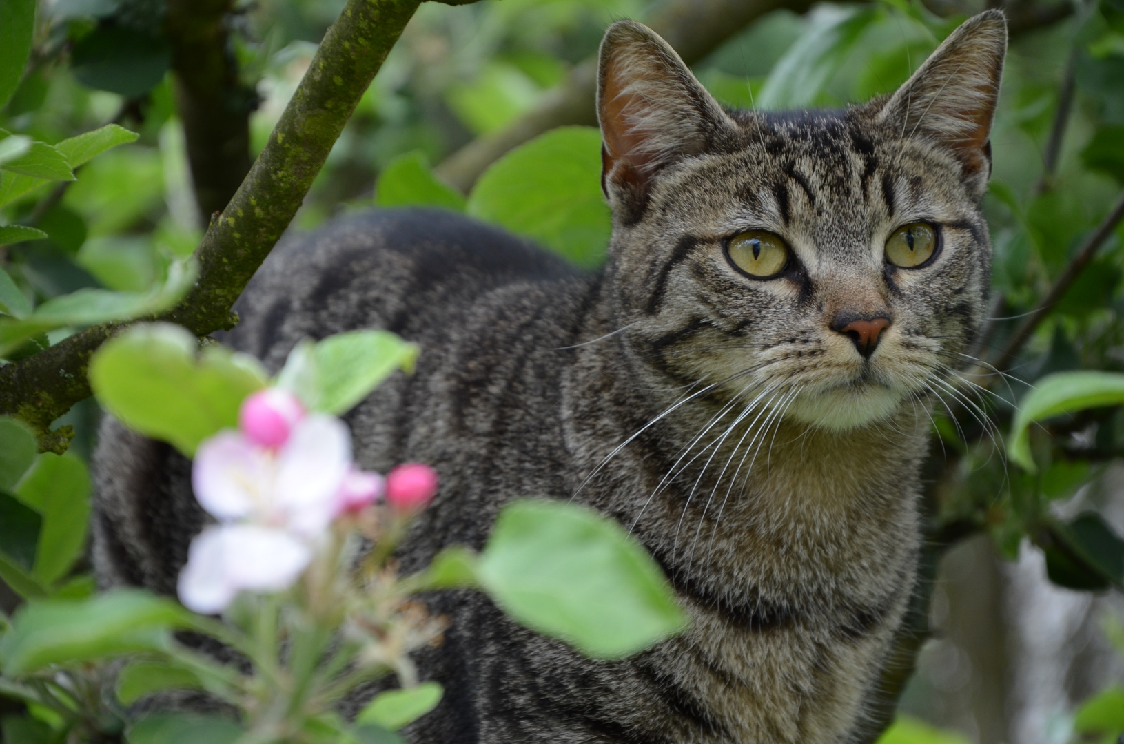 Die Katzen müssen immer als Model herhalten:D