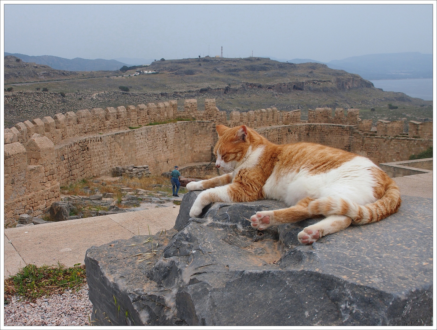 Die Katzen von Lindos