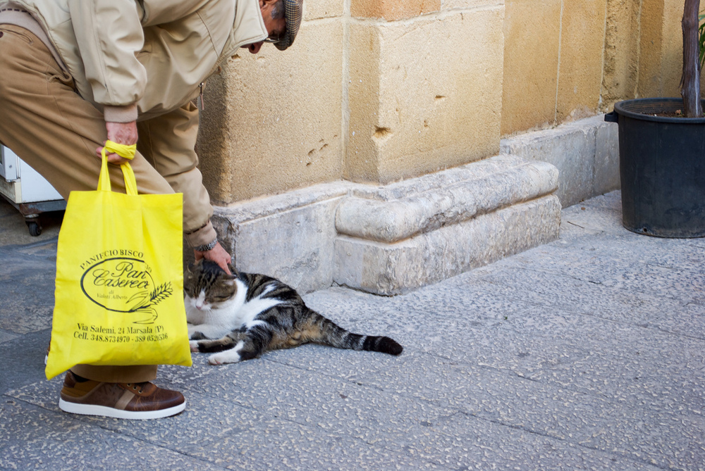 die Katzen von Marsala