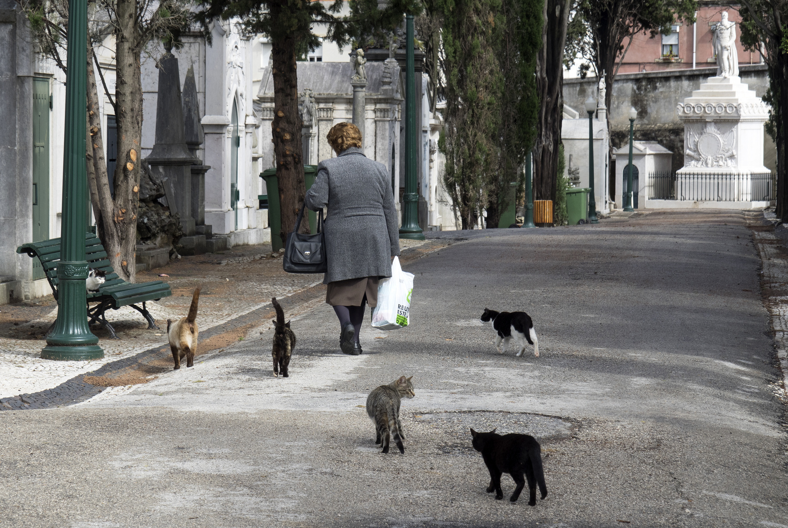 ~ Die Katzenfrau ~ 