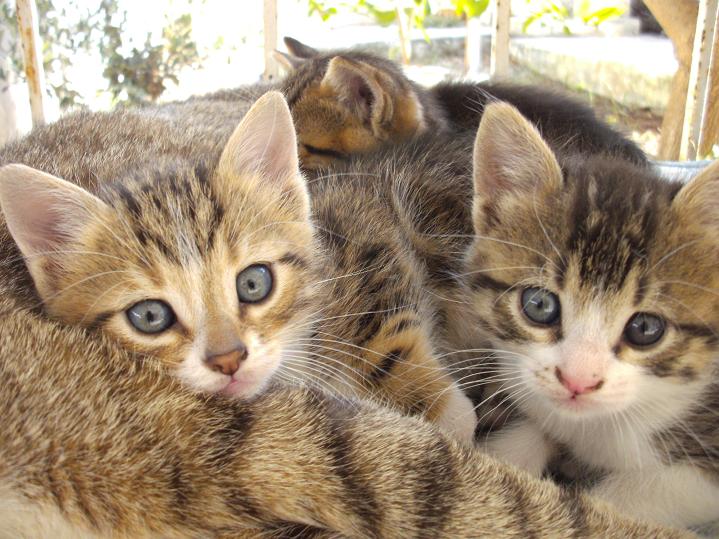 Die Katzenkinder beim spielen