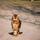 die Katzenschönheit in Lichtenberg