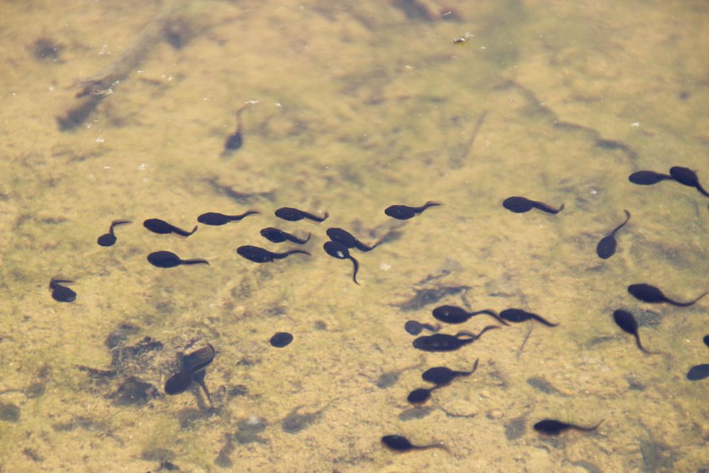 Die Kaulquappen sind alle verschwunden. Foto & Bild teich, natur