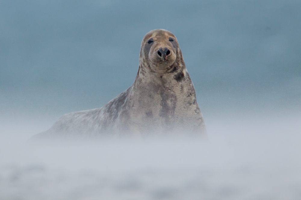 Die Kegelrobbe (Halichoerus grypus) im Sandsturm