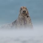 Die Kegelrobbe (Halichoerus grypus) im Sandsturm