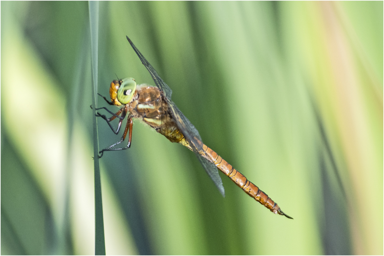 Die Keilfleck-Mosaikjungfer (Aeshna isoceles) . . .