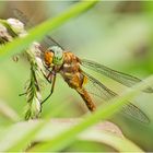 Die Keilfleck-Mosaikjungfer (Aeshna isoceles) . . .