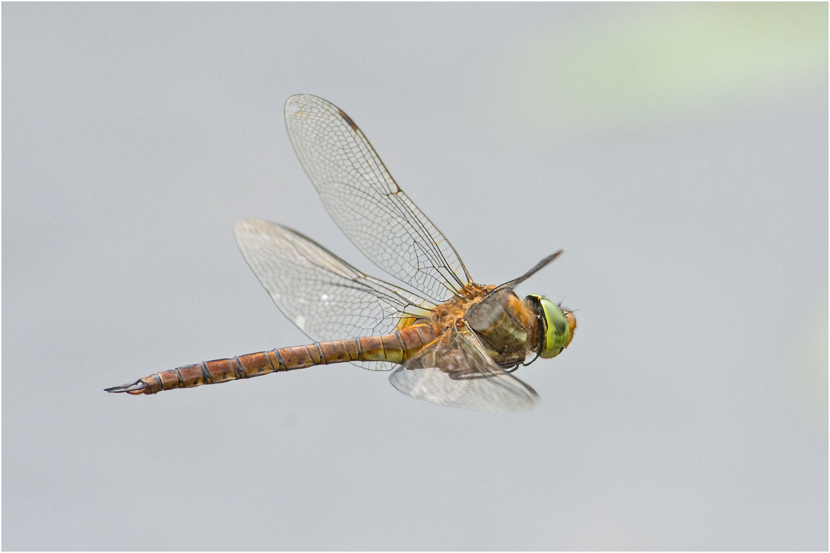 Die Keilfleck-Mosaikjungfer (Aeshna isoceles) . . .