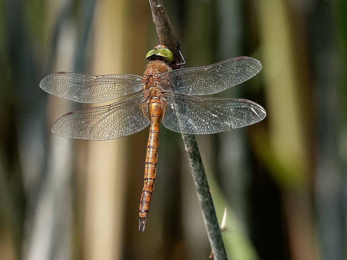 Die Keilflecklibelle... 