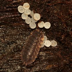 Die Kellerassel (Porcellio scaber) - mit "Nicht(!)-Assel-Gelege" :-) !