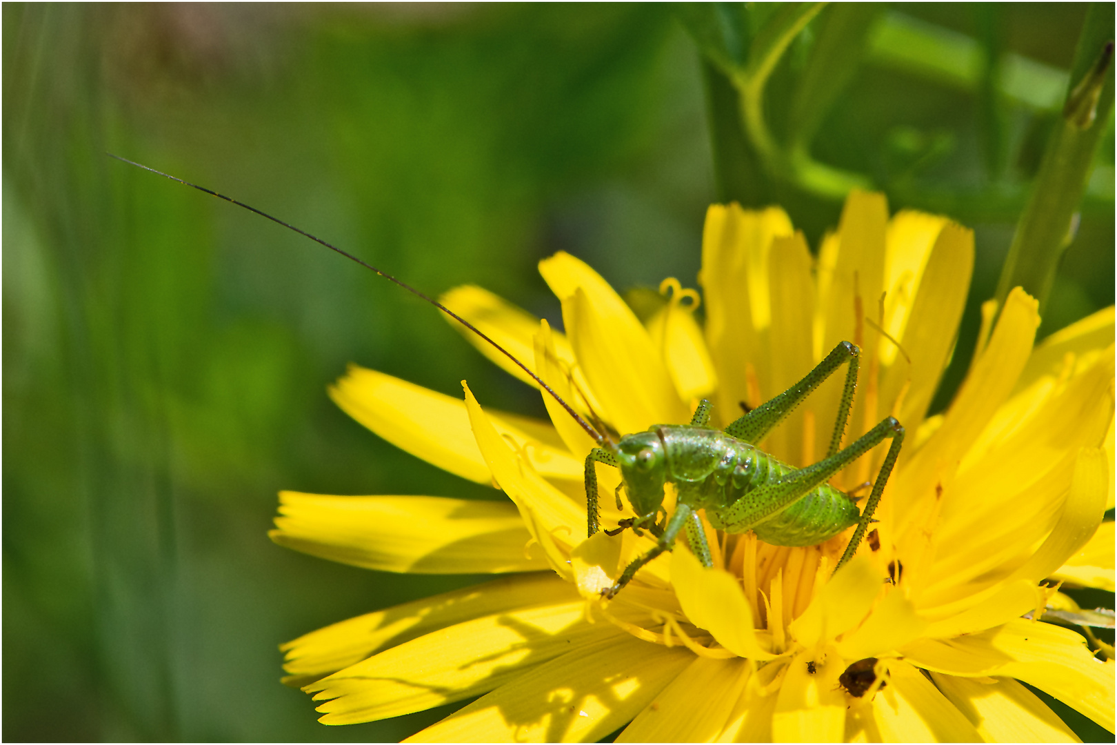 Die "Kellerkinder" (6) nenne ich . . .