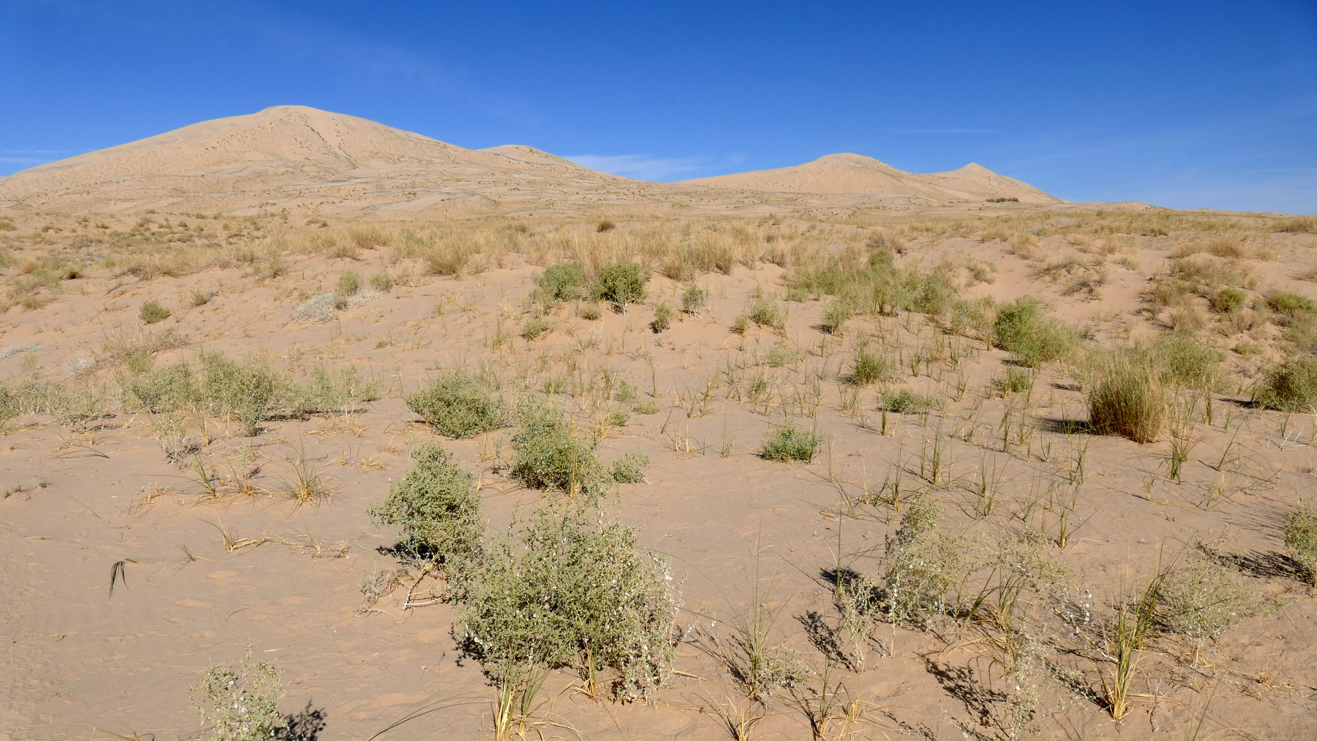 Die Kelso Sanddunes