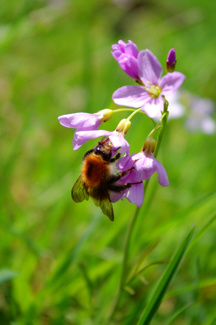 Die Kemnader Hummel ist los :)