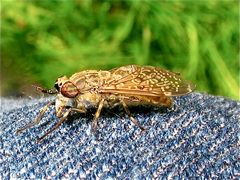 Die kennt jeder: Die Regenbremse (Haematopota pluvialis), hier mal auf Jeans.