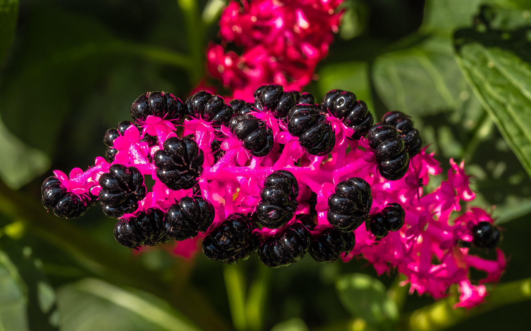 Die Kermesbeere (Phytolacca) - ein Hingucker in unserem Garten